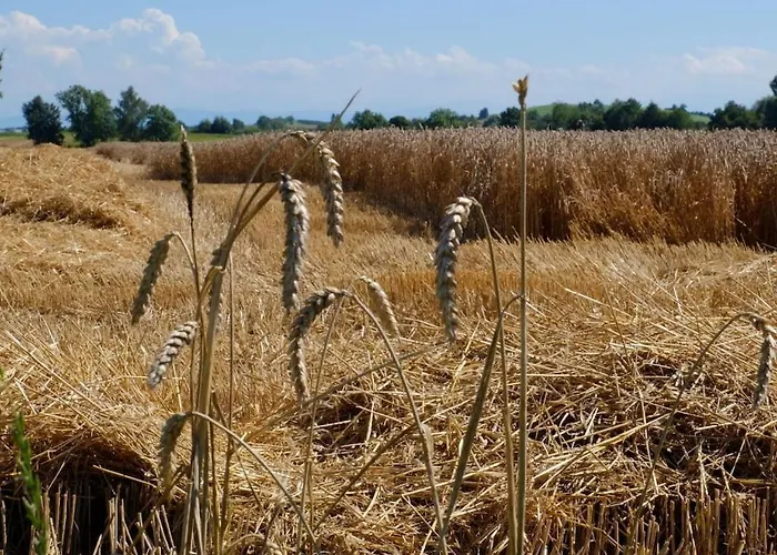 Trostelhof 5 Ferienhaus *